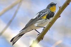 Yellow-rumped Warbler